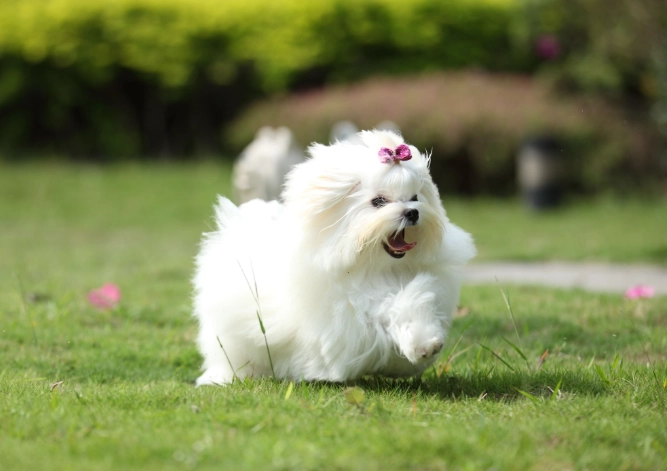 馬爾濟斯飼養困難 馬爾濟斯飼養困難