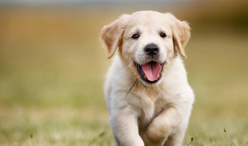 幼犬感冒多久會好？獸醫解析康復時間與居家照護關鍵