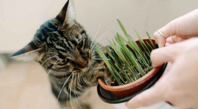 幼貓可以用貓薄荷嗎