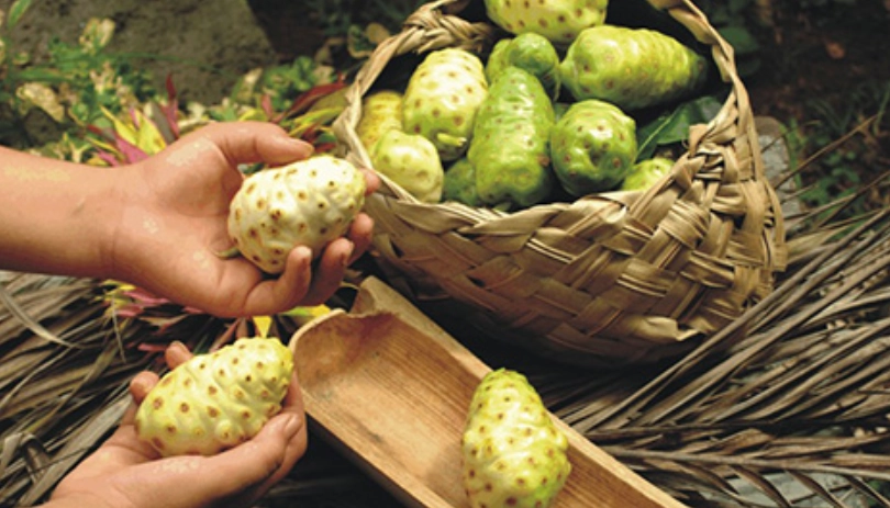 諾麗果酵素安全嗎