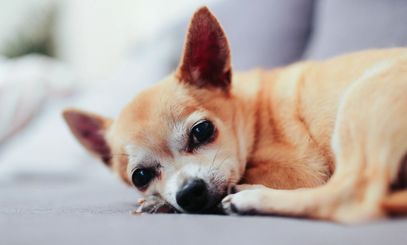 老年狗吐血照護