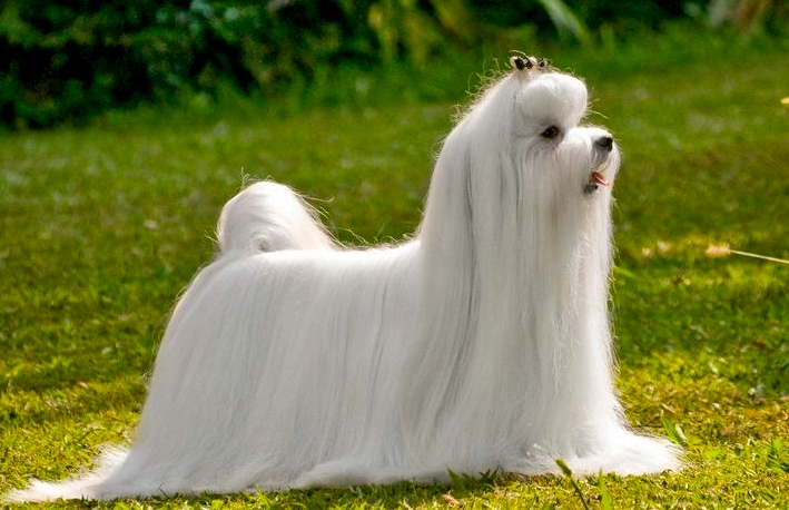 馬爾濟斯缺點全解析：飼養前必知的5大挑戰與應對策略