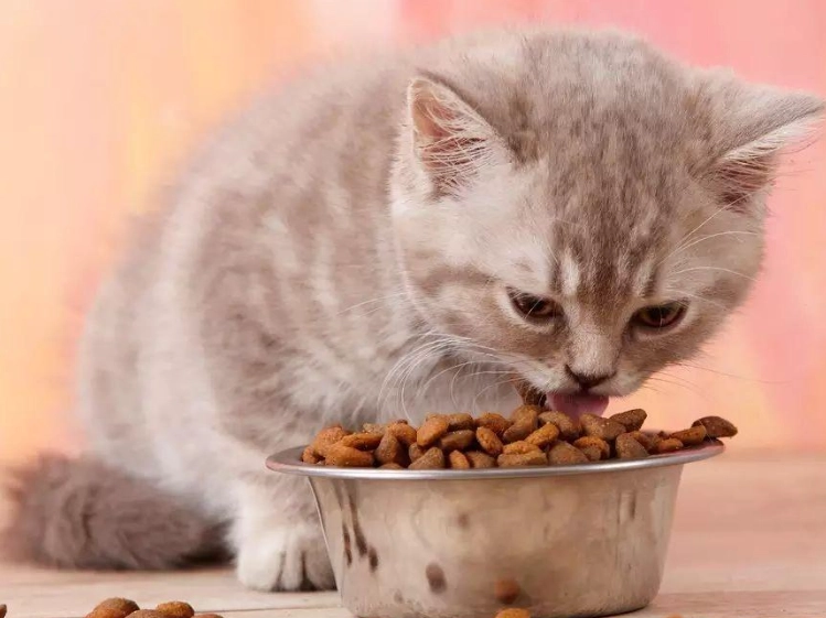 幼貓多久吃一次