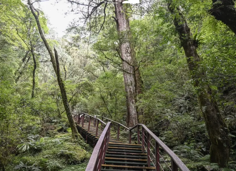 拉拉山國家森林遊樂區攻略：巨木群步道與夏日避暑全指南