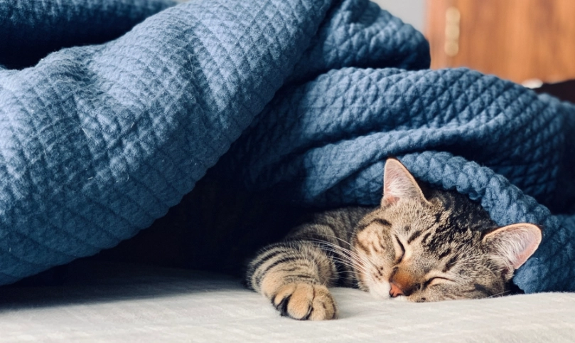 人傳染感冒給貓：症狀、預防與治療全指南，保護愛貓健康