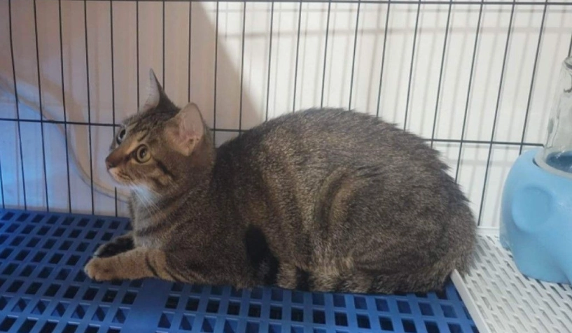 貓籠養多久