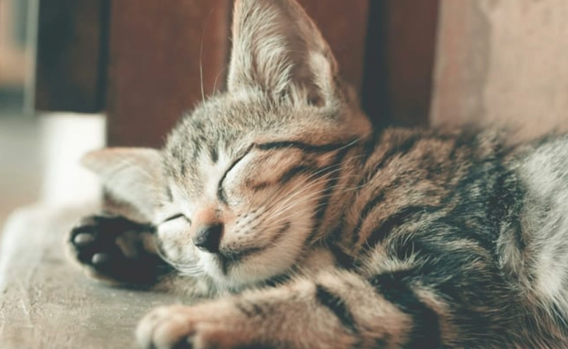 如何讓貓活更久