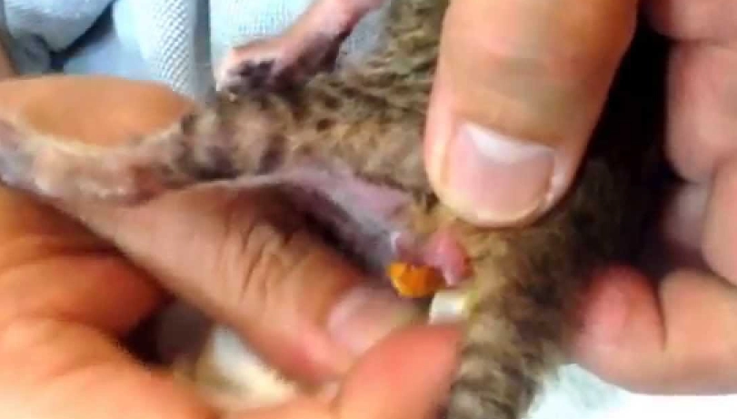 貓咪軟便怎麼辦