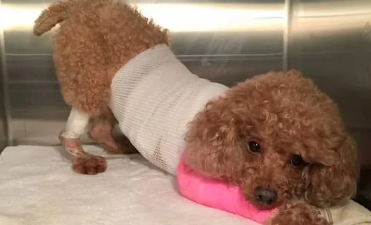 狗狗胰臟炎住院