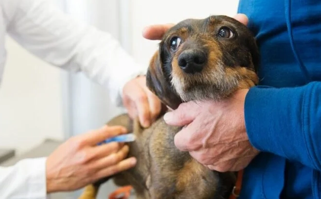 狗狗疫苗接種頻率