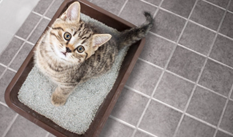 貓咪尿不出來怎麼辦？獸醫教你緊急處理SOP與預防關鍵