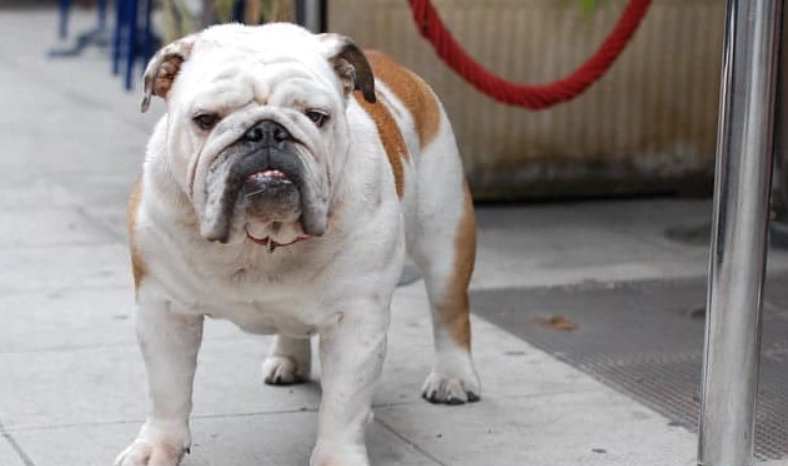 英國鬥牛犬優缺點