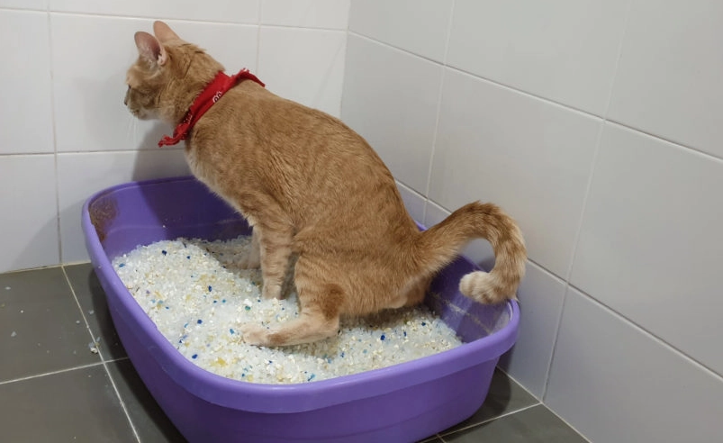 貓咪血尿是警訊！會自己好嗎？獸醫詳解原因、緊急處理與治療方案