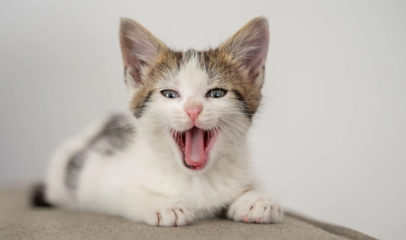 如何用聲音叫貓