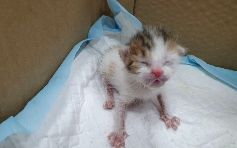 幼貓大便顏色健康指南：從顏色、形狀到氣味，貓奴必懂的判斷方法