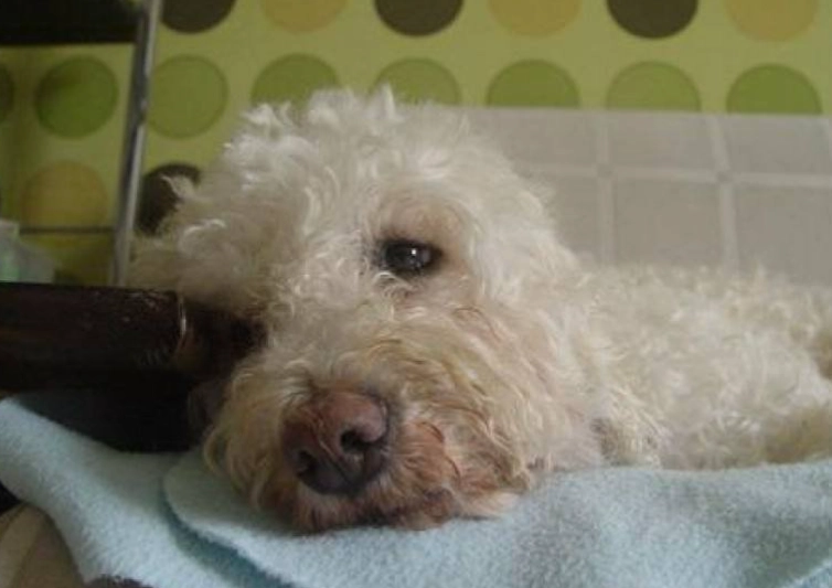 狗狗胰臟炎飲食