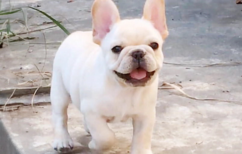 巴哥 犬 價格