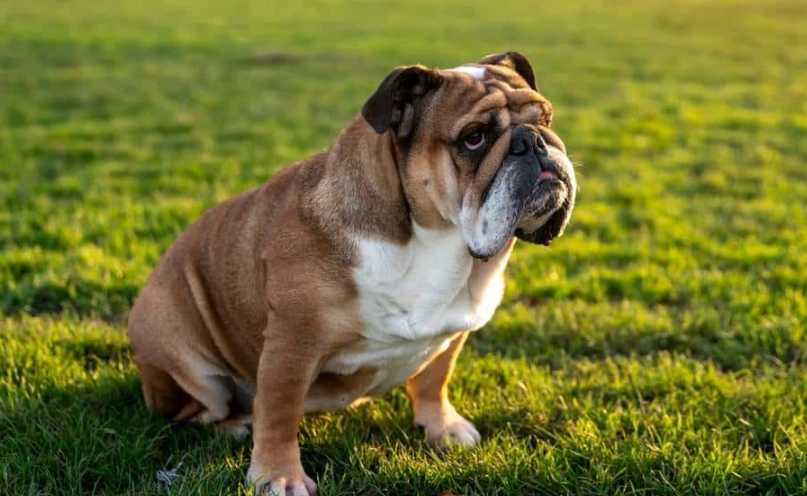 英國鬥牛犬好養嗎