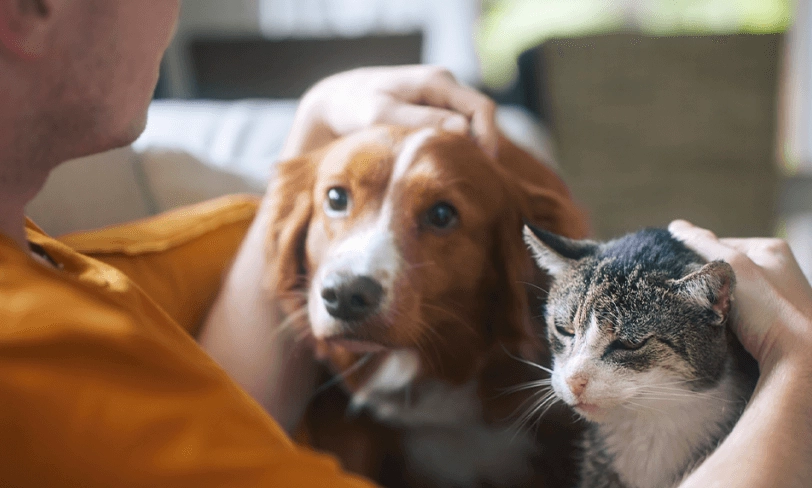 寵物流感預防 寵物流感預防