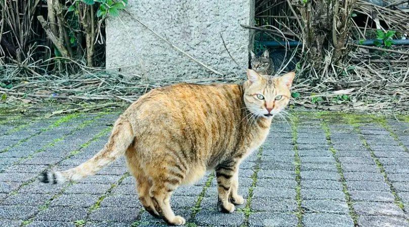 母貓產後肚子大