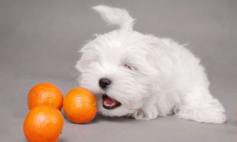 橘子對狗的影響