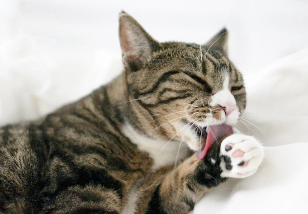 貓咪吐毛正常嗎