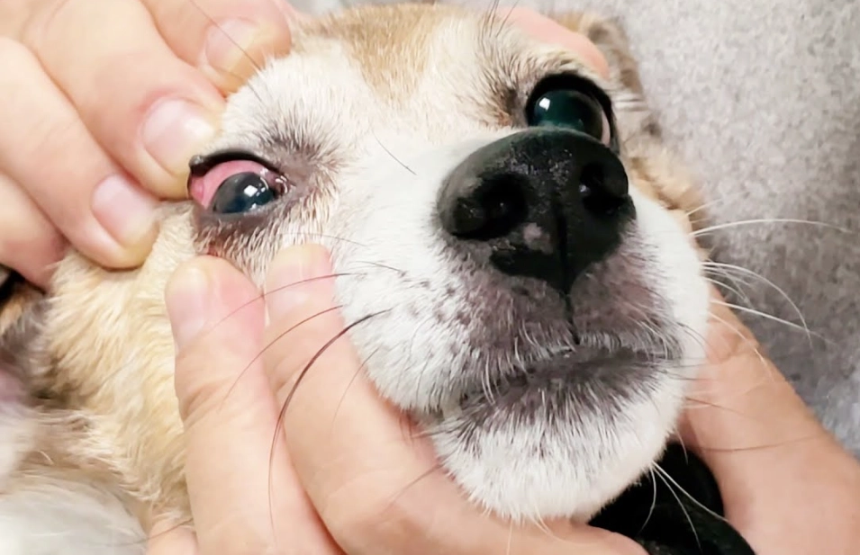 狗眼睛發炎