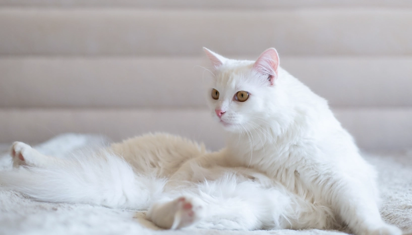 吸引貓的聲音全攻略：專家教你用對頻率，輕鬆喚貓不驚嚇