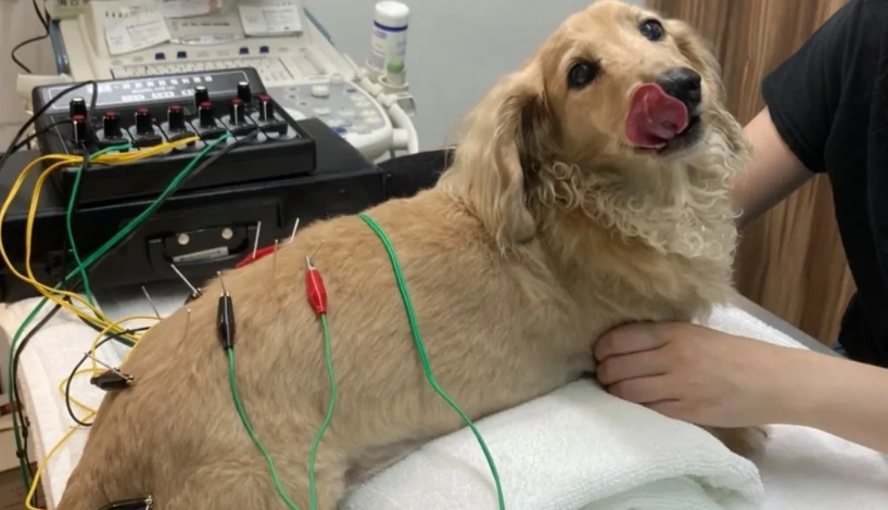 寵物上門針灸全指南：緩解毛孩疼痛、改善生活品質的居家療法