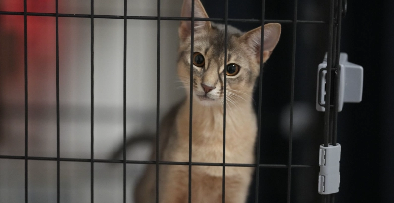 貓咪關籠多久才健康？完整時間指南與實用技巧
