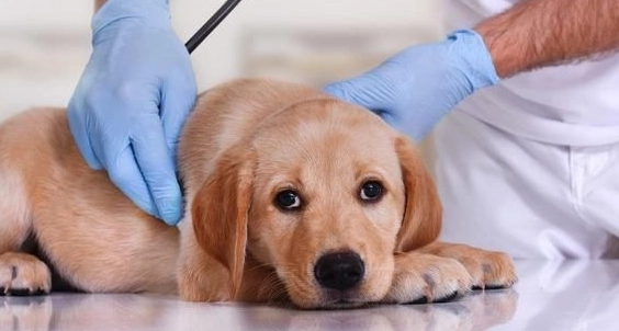 胰臟炎治療費用