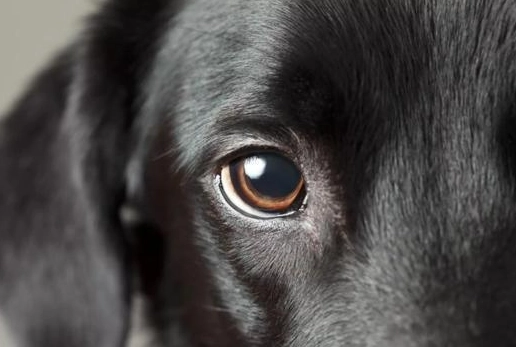 狗眼睛發炎