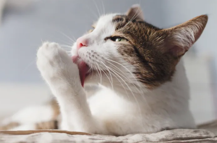 貓咪吐毛球症狀