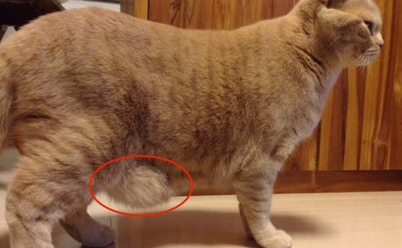 母貓產後肚子大別輕忽！獸醫詳解5大原因與處理指南