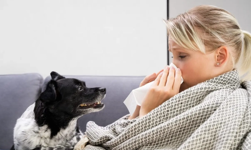 A型流感會傳染給狗嗎？獸醫解析傳染風險與實用預防指南