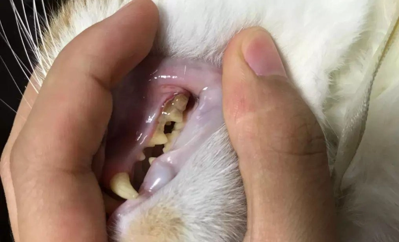 老貓牙結石清潔