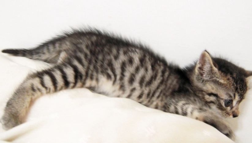 虎斑貓幼貓照顧