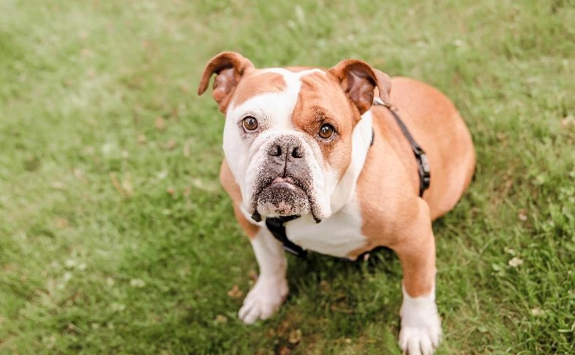 英國鬥牛犬照顧