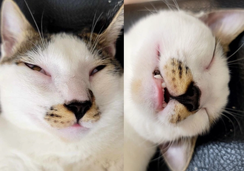 貓咪流口水看醫生