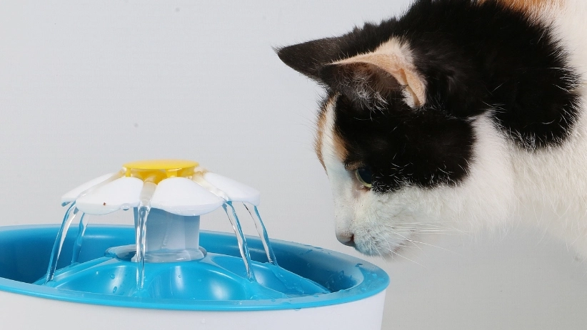 貓下泌尿道疾病