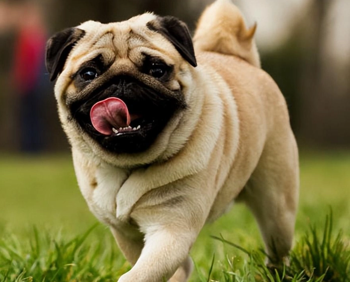 巴哥犬缺點完整解析：飼養前必看的5大挑戰與應對指南