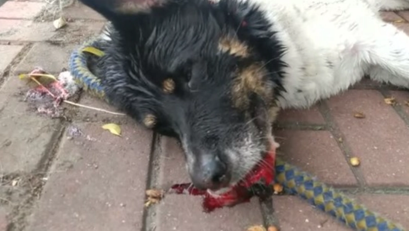 老狗吐血怎麼辦？獸醫教你緊急處理與照護關鍵