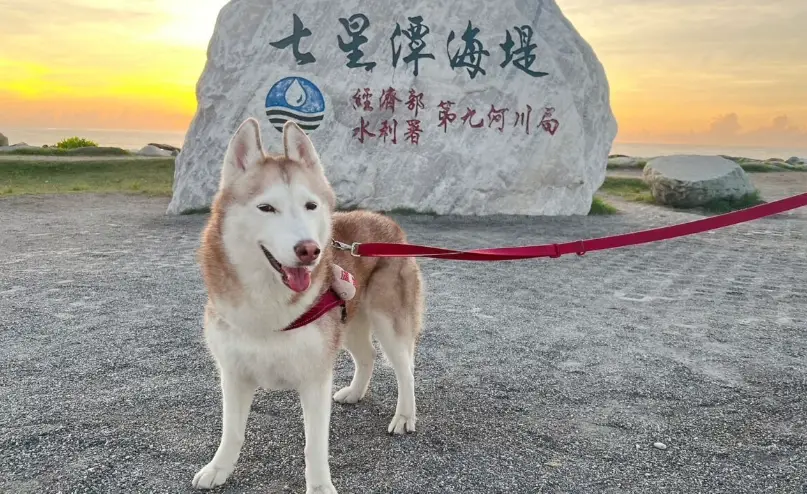 花蓮帶狗景點
