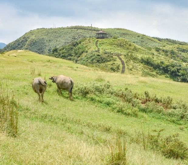 桃源谷步道大溪線攻略：交通、路線、秘境草原一次掌握