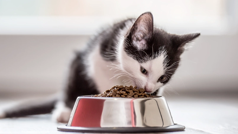 幼貓可以吃什麼？安全飲食清單、禁忌與餵食全攻略