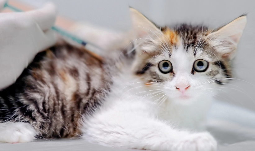 貓咪打疫苗注意事項