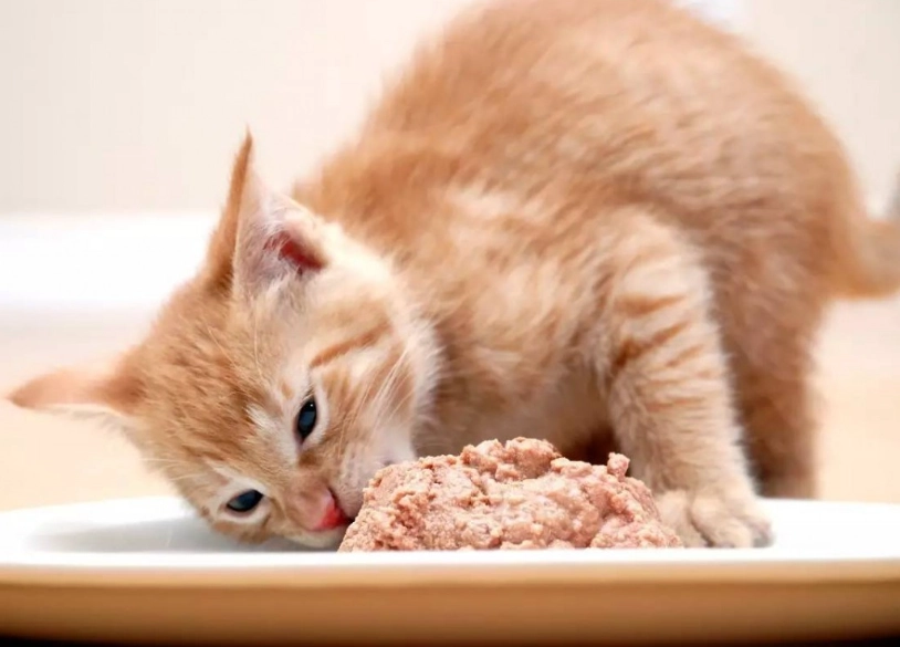 幼貓幾個月換成貓飼料