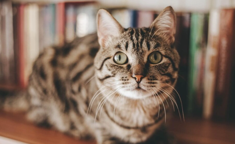 公貓結紮後照顧