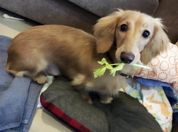 奶油臘腸 健康嗎