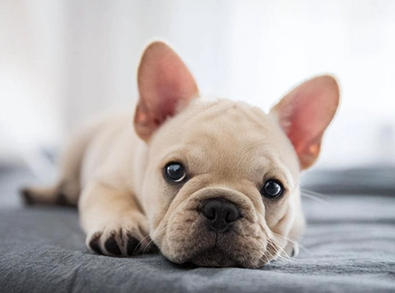 法國鬥牛犬 飼養